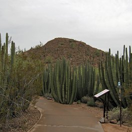 Desert Botanical Garden, Tempe Photo #2 by Scarlet Sappho from flickr