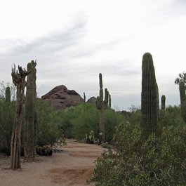 Arizona itinerary, Desert Botanical Garden