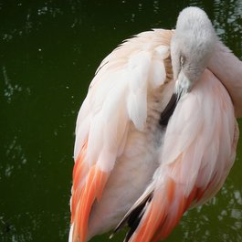 Fort Worth Zoo, Fort Worth Photo #5 by Wasif Malik from flickr