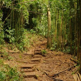 Manoa Falls, Honolulu Photo #3 by Daniel Ramirez from flickr