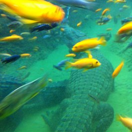 San Antonio Zoo, San Antonio Photo #9 by Marc Majcher from flickr