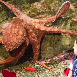 Seattle Aquarium, Washington DC Photo #9 by Benjamin Hollis from flickr