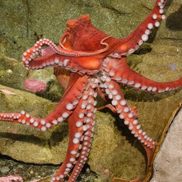 Seattle Aquarium, Washington DC Photo #8 by Benjamin Hollis from flickr