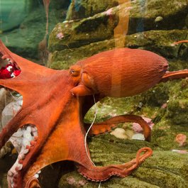 Seattle Aquarium, Washington DC Photo #6 by Benjamin Hollis from flickr