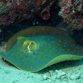 Stingray City Antigua, Antigua Photo #9 by Bernard DUPONT from flickr