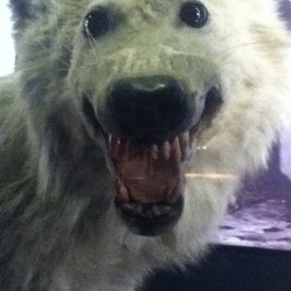 Manchester Museum, Manchester Photo #5 by Mikey from flickr