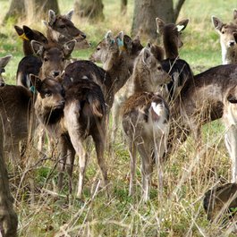 Phoenix Park, Dublin Photo #9 by Rob Hurson from flickr
