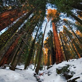 General Sherman Tree, Sequoia National Park Photo #5 by John Fowler from flickr