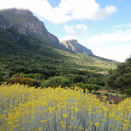Kirstenbosch National Botanical Garden, Cape Town Photo #9 by Luiz Gadelha Jr. from flickr