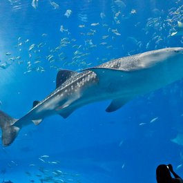 Okinawa Churaumi Aquarium, Naha Photo #1 by rapayotan from flickr
