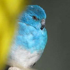 Dunedin Botanic Garden, Dunedin Photo #4 by ashleigh louise. from flickr