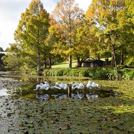 Pukekura Park, New Plymouth Photo #6 by Donna Rutherford from flickr