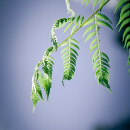 Pukekura Park, New Plymouth Photo #1 by Donna Rutherford from flickr