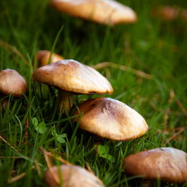 Pukekura Park, New Plymouth Photo #7 by Donna Rutherford from flickr