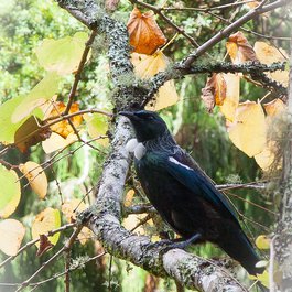Pukekura Park, New Plymouth Photo #8 by Donna Rutherford from flickr