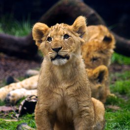 Washington DC itinerary, Woodland Park Zoo