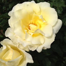 International Rose Test Garden, Portland Photo #7 by Tom Dixon from flickr