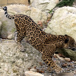 Akron Zoo, Akron Photo #8 by David Ellis from flickr