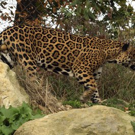 Akron Zoo, Akron Photo #3 by David Ellis from flickr