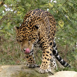 Akron Zoo, Akron Photo #5 by David Ellis from flickr
