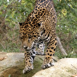 Akron Zoo, Akron Photo #7 by David Ellis from flickr