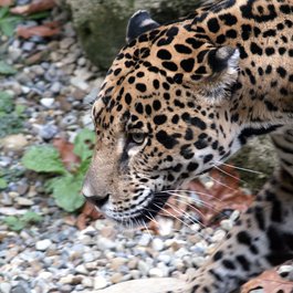 Akron Zoo, Akron Photo #6 by David Ellis from flickr