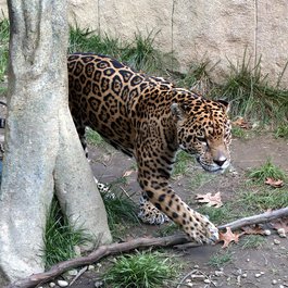 Akron Zoo, Akron Photo #2 by David Ellis from flickr