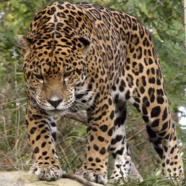 Akron Zoo, Akron Photo #4 by David Ellis from flickr