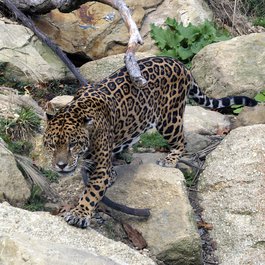 Akron Zoo, Akron Photo #9 by David Ellis from flickr