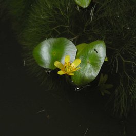 Penang Botanic Gardens, George Town Photo #2 by 阿橋 HQ from flickr