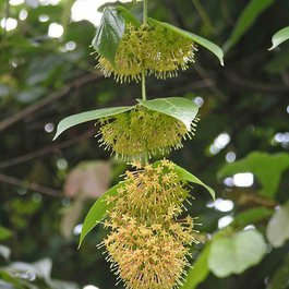 Penang Botanic Gardens, George Town Photo #3 by 阿橋 HQ from flickr