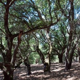 Sugarloaf Ridge State Park, Santa Rosa Photo #2 by Paul Asman and Jill Lenoble from flickr