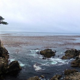 Lone Cypress, Monterey Photo #6 by dannymac15_1999 from flickr