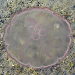 Jellyfish Lake, Palau Photo #2 by Bob Peterson from flickr
