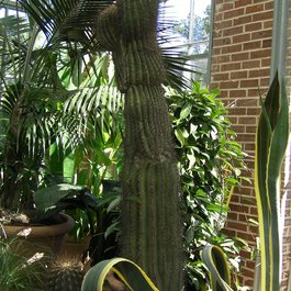Missouri Botanical Garden, St. Louis Photo #9 by artistmac from flickr