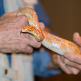 Witte Museum, San Antonio Photo #2 by Nan Palmero from flickr