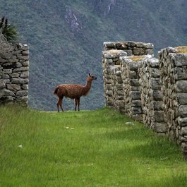 Machu Picchu, Peru Photo #9 by MonicaVolpin from pixabay