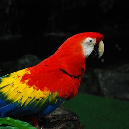 Jurong Bird Park, Singapore Photo #3 by dipratt from pixabay