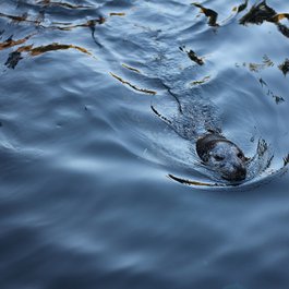 Vancouver Aquarium, Vancouver Photo #3 by kmerriman from pixabay