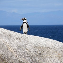 Boulders Beach, Cape Town Photo #3 by Medienservice from pixabay