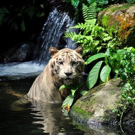 Singapore Zoo, Singapore Photo #3 by Joseph82 from pixabay