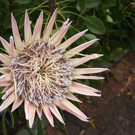 Kirstenbosch National Botanical Garden, Cape Town Photo #2 by unserekleinemaus from pixabay