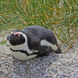 Boulders Beach, Cape Town Photo #7 by sharonang from pixabay