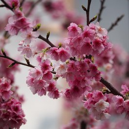 Taipei Botanical Garden, Taipei Photo #2 by leechentou from pixabay