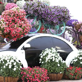 Dubai Miracle Garden, Dubai Photo #9 by wian from pixabay