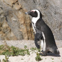 Boulders Beach, Cape Town Photo #4 by Medienservice from pixabay