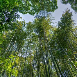 Arashiyama, Kyoto Photo #4 by Michelle_Raponi from pixabay