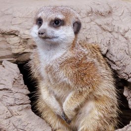 Calgary Zoo, Calgary Photo #3 by Akiroq from pixabay