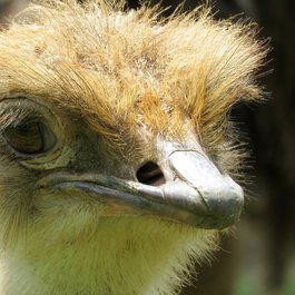 Calgary Zoo, Calgary Photo #4 by Akiroq from pixabay
