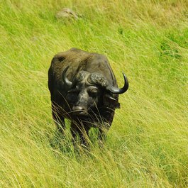 South Park, Buffalo Photo #4 by DEZALB from pixabay